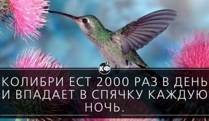 Hányszor egy nap eszik egy kolibri (kolibrieledelre) Hányszor egy nap eszik egy kolibri