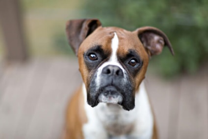 Boxer kutya fajta leírását és jellemzőit, mind a gondozás és karbantartás, a német vadászgép és (német) Boxer kutya fajta leírását és jellemzőit, mind a gondozás és karbantartás, a német vadászgép és