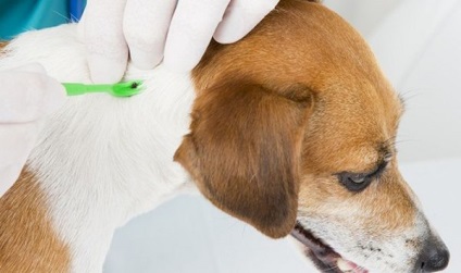 Kutya kullancscsípésre és következményeinek lehetséges tünetei