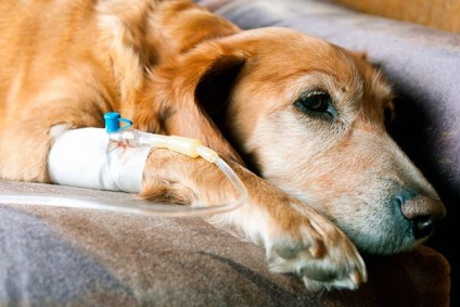 Kutya kullancscsípésre és következményeinek lehetséges tünetei