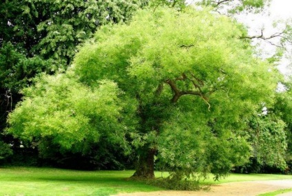 Sophora japonica terápiás, hasznos tulajdonságok, ellenjavallatok, használati utasításait tinktúra,