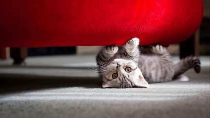 Strangeness macskaféle viselkedés (viselkedés) Furcsaságok a macska viselkedése