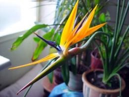 Strelitzia otthon, hogyan növekszik liliom