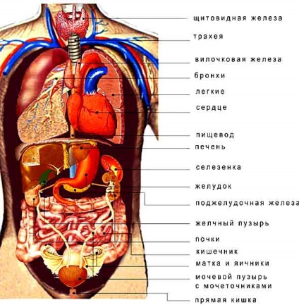 A szerkezet a belső szervek az emberi test, a külső morfológiai jellemzőit testrészek,