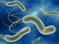 Tablettákat Helicobacter pylori és a hagyományos gyógyszerek