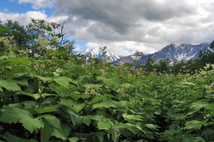 Meadowsweet - gyógynövény, hasznos tulajdonság és ellenjavallatok