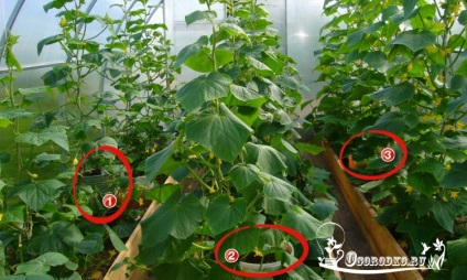 uborka növekvő technológiai üvegházi - ültetés, gondozás, megfelelő öntözés