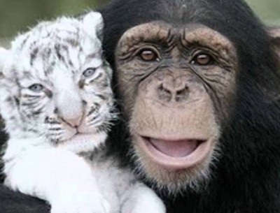 Tigris és majom kompatibilitás (női és férfi)