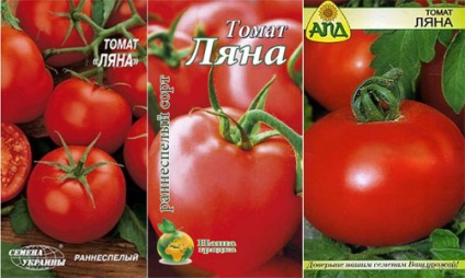 Paradicsom Liang - értékelések kertészek, jellemzőit és a fajta leírását, fotó paradicsom (paradicsom) Paradicsom liang - értékelések kertészek, jellemzőit és a fajta leírását, fotó paradicsom
