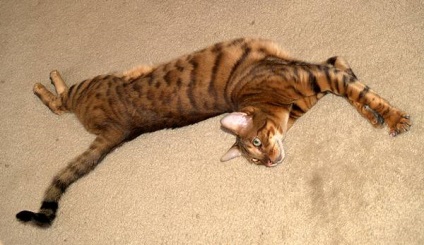 Toyger toyger macska fotók, létrejöttének története teljesen toyger fajta toyger macska külső szerkezete (toyger) Toyger toyger macska fotók, létrejöttének története teljesen toyger fajta toyger macska külső szerkezete