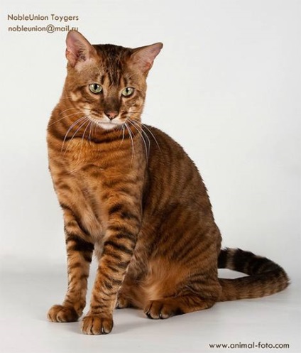 Toyger toyger macska fotók, létrejöttének története teljesen toyger fajta toyger macska külső szerkezete (kőzetek) Toyger toyger macska fotók, létrejöttének története teljesen toyger fajta toyger macska külső szerkezete
