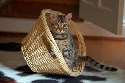 Toyger toyger macska fotók, létrejöttének története teljesen toyger fajta toyger macska külső szerkezete (toyger) Toyger toyger macska fotók, létrejöttének története teljesen toyger fajta toyger macska külső szerkezete