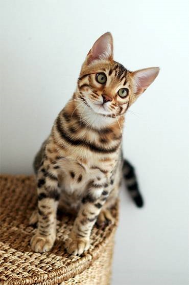 Toyger toyger macska fotók, létrejöttének története teljesen toyger fajta toyger macska külső szerkezete (toyger) Toyger toyger macska fotók, létrejöttének története teljesen toyger fajta toyger macska külső szerkezete