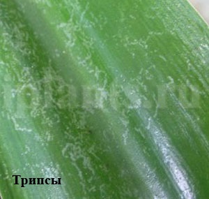 Tripszek - fotók, hogyan kell azonosítani a kártevők szobanövények, tippeket, hogyan lehet megszabadulni a (Thrips) A tripsz - fotók, hogyan kell azonosítani a kártevők szobanövények, tippeket, hogyan lehet megszabadulni a tripszek