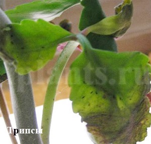 Tripszek - fotók, hogyan kell azonosítani a kártevők szobanövények, tippeket, hogyan lehet megszabadulni a (Thrips) A tripsz - fotók, hogyan kell azonosítani a kártevők szobanövények, tippeket, hogyan lehet megszabadulni a tripszek