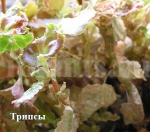 Tripszek - fotók, hogyan kell azonosítani a kártevők szobanövények, tippeket, hogyan lehet megszabadulni a (Thrips) A tripsz - fotók, hogyan kell azonosítani a kártevők szobanövények, tippeket, hogyan lehet megszabadulni a tripszek