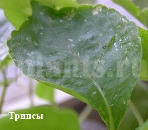 Tripszek - fotók, hogyan kell azonosítani a kártevők szobanövények, tippeket, hogyan lehet megszabadulni a (Thrips) A tripsz - fotók, hogyan kell azonosítani a kártevők szobanövények, tippeket, hogyan lehet megszabadulni a tripszek