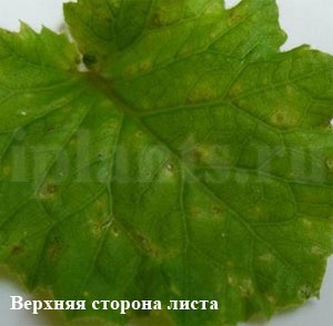 Tripszek - fotók, hogyan kell azonosítani a kártevők szobanövények, tippeket, hogyan lehet megszabadulni a (Thrips) A tripsz - fotók, hogyan kell azonosítani a kártevők szobanövények, tippeket, hogyan lehet megszabadulni a tripszek