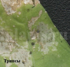 Tripszek - fotók, hogyan kell azonosítani a kártevők szobanövények, tippeket, hogyan lehet megszabadulni a (Thrips) A tripsz - fotók, hogyan kell azonosítani a kártevők szobanövények, tippeket, hogyan lehet megszabadulni a tripszek