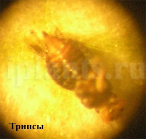 Tripszek - fotók, hogyan kell azonosítani a kártevők szobanövények, tippeket, hogyan lehet megszabadulni a (Thrips) A tripsz - fotók, hogyan kell azonosítani a kártevők szobanövények, tippeket, hogyan lehet megszabadulni a tripszek