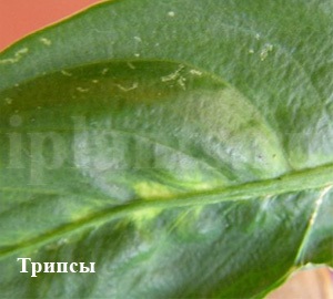 Tripszek - fotók, hogyan kell azonosítani a kártevők szobanövények, tippeket, hogyan lehet megszabadulni a (Thrips) A tripsz - fotók, hogyan kell azonosítani a kártevők szobanövények, tippeket, hogyan lehet megszabadulni a tripszek