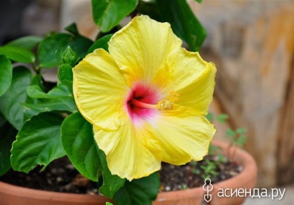 A csodálatos előnyeit hibiszkusz (emberi egészség) A csodálatos előnyeit hibiszkusz