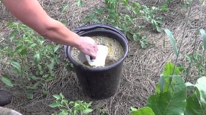 Műtrágya csalán és a pitypang, video (bizonyos növények) Műtrágya csalán és a pitypang, video