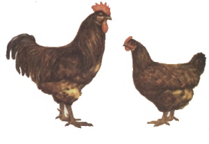 Egyes fajták csirkék legfinomabb hús (rock) Egyes fajták csirkék legfinomabb hús