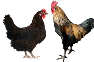 Egyes fajták csirkék legfinomabb hús (a) Egyes fajták csirkék legfinomabb hús