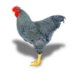 Egyes fajták csirkék legfinomabb hús (finom) Egyes fajták csirkék legfinomabb hús
