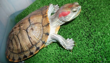 A piros-teknős shell lefejti