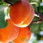 Dill növekszik az ablakpárkányon a mag (a párkány) Dill egy ablakpárkányon növekvő magról