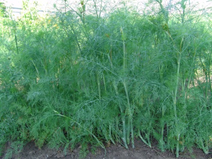 Dill termesztés és karbantartás a nyílt terepen ötletek (ellátás) Dill növekvő és gondozási tippek a nyílt terepen