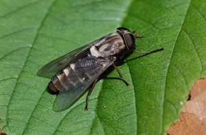 Horsefly harapás tünetek, kezelés (harapás) Bögöly harapás tünetei, kezelése