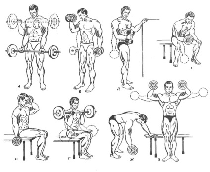 Gyakorlatok fejlesztés a bicepsz (gyakorlatok) Gyakorlatok fejlesztés a bicepsz