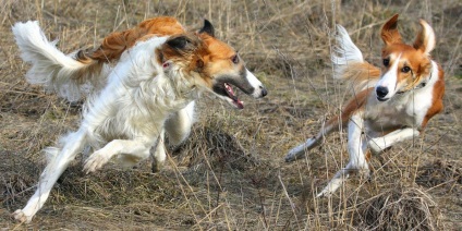 A kutya barna folyás a fülek a szaga (kutya) A kutya barna folyás a füle a szaga