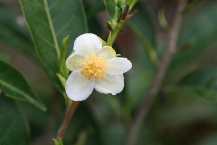 Care kamélia otthon, különösen a termesztés és tenyésztés (Camellia) Care kamélia otthon, különösen a termesztés és tenyésztés