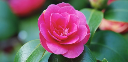 Care kamélia otthon, különösen a termesztés és tenyésztés (Camellia) Care kamélia otthon, különösen a termesztés és tenyésztés