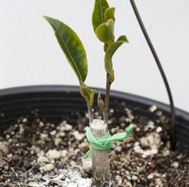 Care kamélia otthon, különösen a termesztés és tenyésztés (Camellia) Care kamélia otthon, különösen a termesztés és tenyésztés