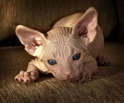 Gondozása a cica a fajta Don szfinx (Sphinx) Gondozása egy cica fajta Szfinx