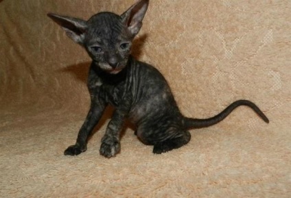 Gondozása egy cica fajta Szfinx (Don Sphynx) Gondozása egy cica fajta Szfinx