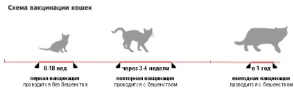 Védőoltás macskák Moszkva - megfizethető áron, oltott macskák otthon