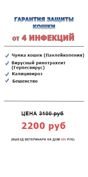 Védőoltás macskák Moszkva - megfizethető áron, oltott macskák otthon