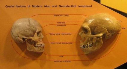 Változatok miért neandervölgyi agy nagyobb volt - az öreg - hírek (agy) Változatok miért neandervölgyi agy nagyobb volt - az ősi emberek - News