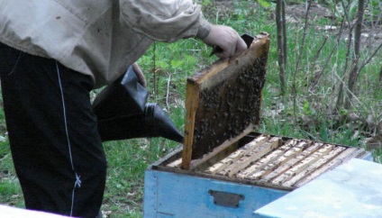 Tavaszi feldolgozását és kezelését a méhek a tavaszi varroatózis elleni fellépés módszereinek atkák és protivovarroatoznaya