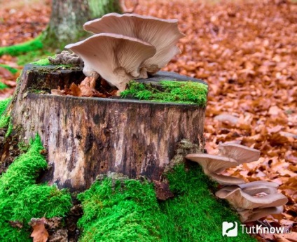 Oyster készítmény, kalóriatartalmú, jó, receptek (használata) Oyster készítmény, kalória, jó, receptek