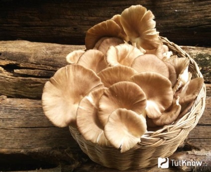 Pleurotus összetétele, a kalóriatartalma, használatra, receptek (mikro sav makrotápanyagok) Oyster készítmény, kalória, jó, receptek