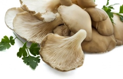 Oyster hasznos tulajdonságok és káros gombák, otthon főzés (tulajdonságok) Oyster hasznos tulajdonságok és káros gombák, főzés otthon