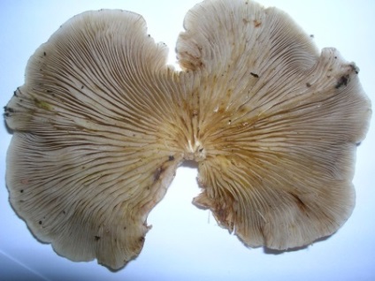 Oyster hasznos tulajdonságok és káros gombák, otthon főzés (feltételek) Oyster hasznos tulajdonságok és káros gombák, főzés otthon