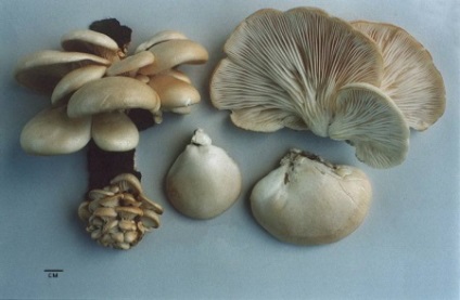 Oyster hasznos tulajdonságok és káros gombák, otthon főzés (osztriga) Oyster hasznos tulajdonságok és káros gombák, főzés otthon